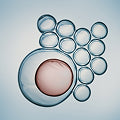 Image of that ingredient.